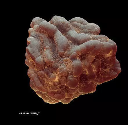 8 lymphocytes cells asset ZTL 3D model_0