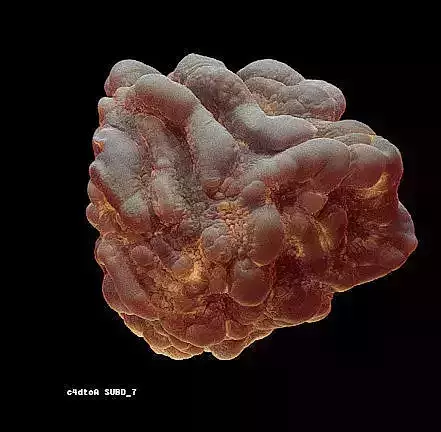 8 lymphocytes cells asset ZTL 3D model