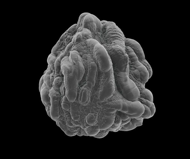 8 lymphocytes cells asset ZTL 3D model_13