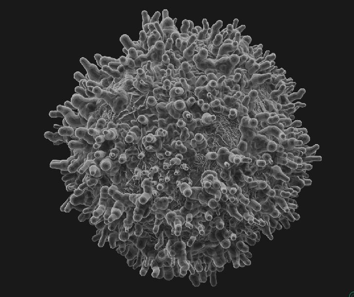 8 lymphocytes cells asset ZTL 3D model_11