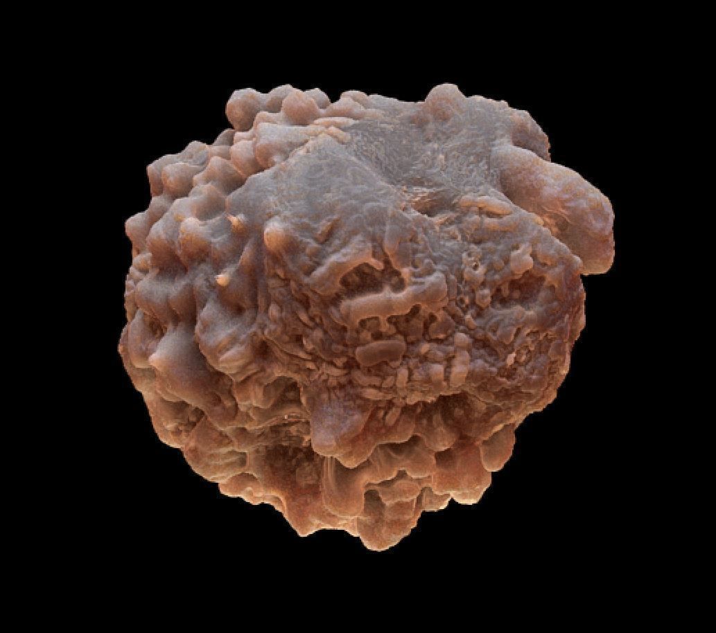 8 lymphocytes cells asset ZTL 3D model_8