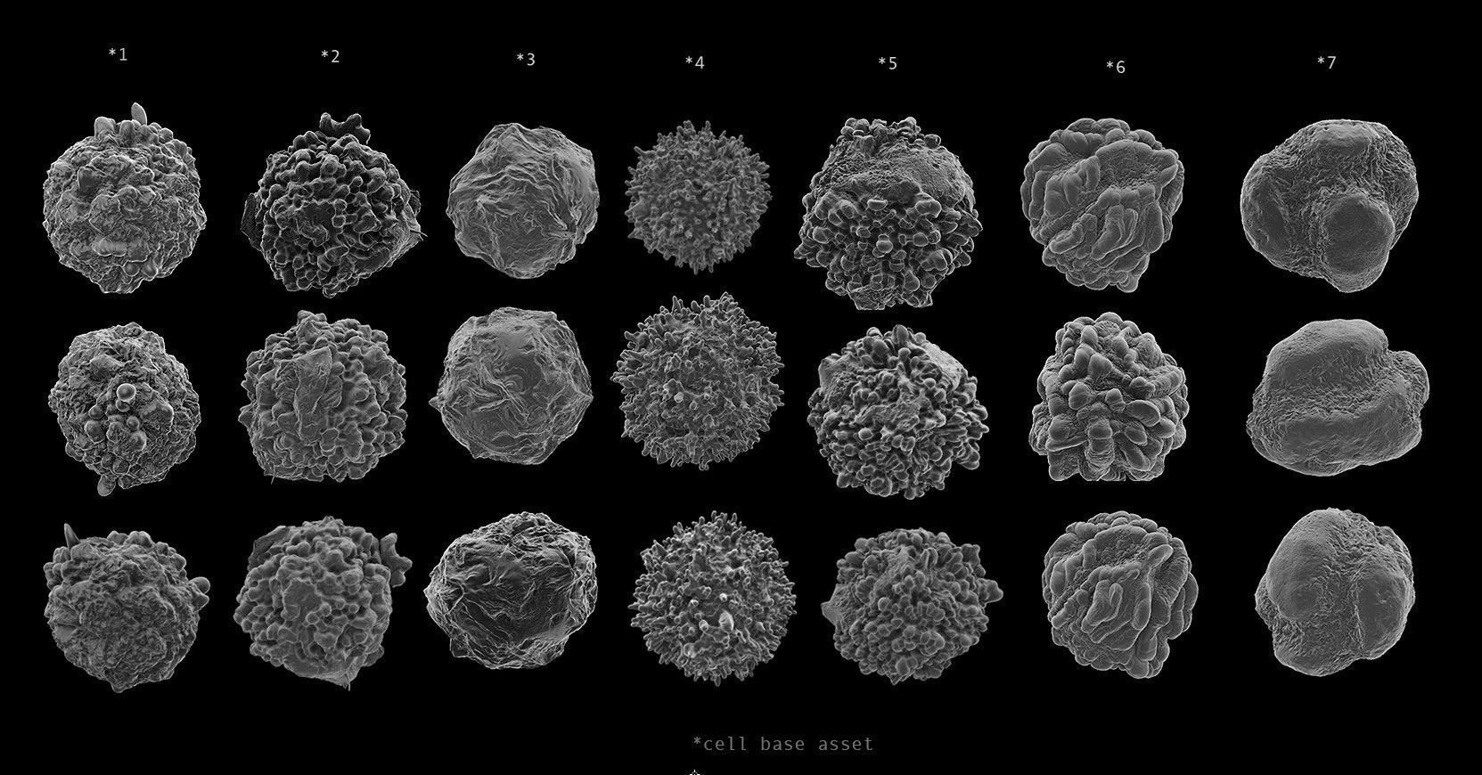 8 lymphocytes cells asset ZTL 3D model_4