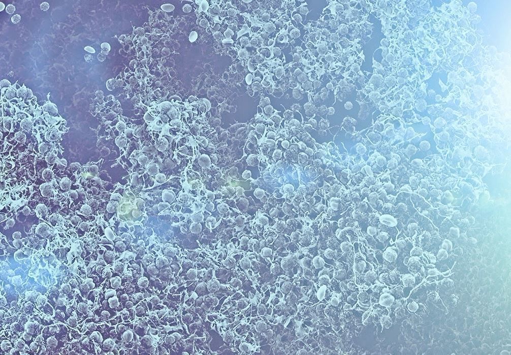 8 lymphocytes cells asset ZTL 3D model_16