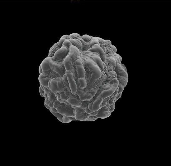 8 lymphocytes cells asset ZTL 3D model_9