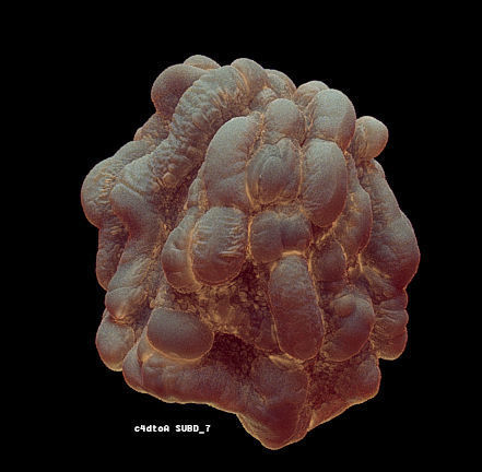 8 lymphocytes cells asset ZTL 3D model_3