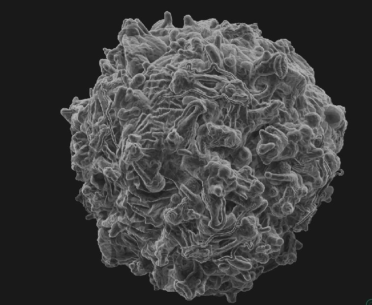 8 lymphocytes cells asset ZTL 3D model_10