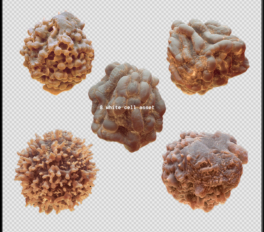 8 lymphocytes cells asset ZTL 3D model_6