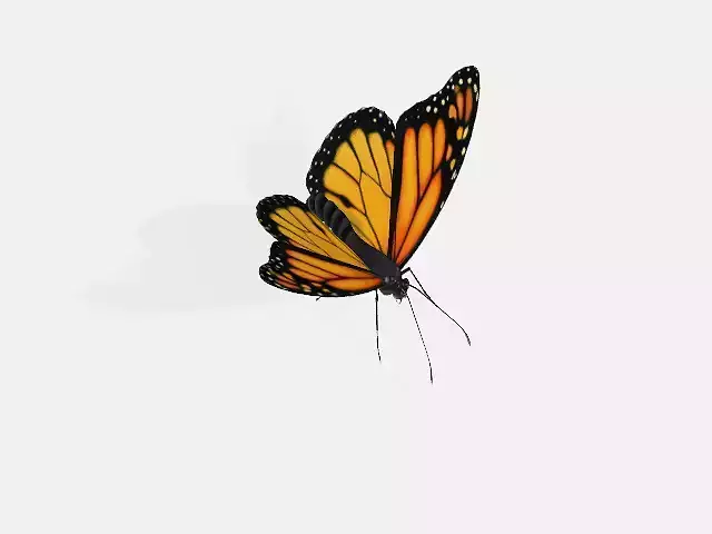 butterfly