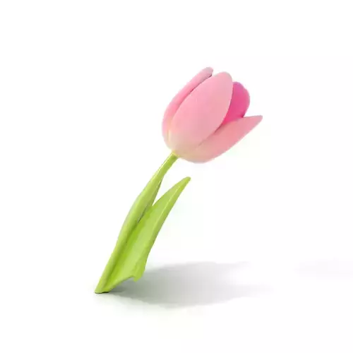 Pink Tulip model pack Low-poly 3D model