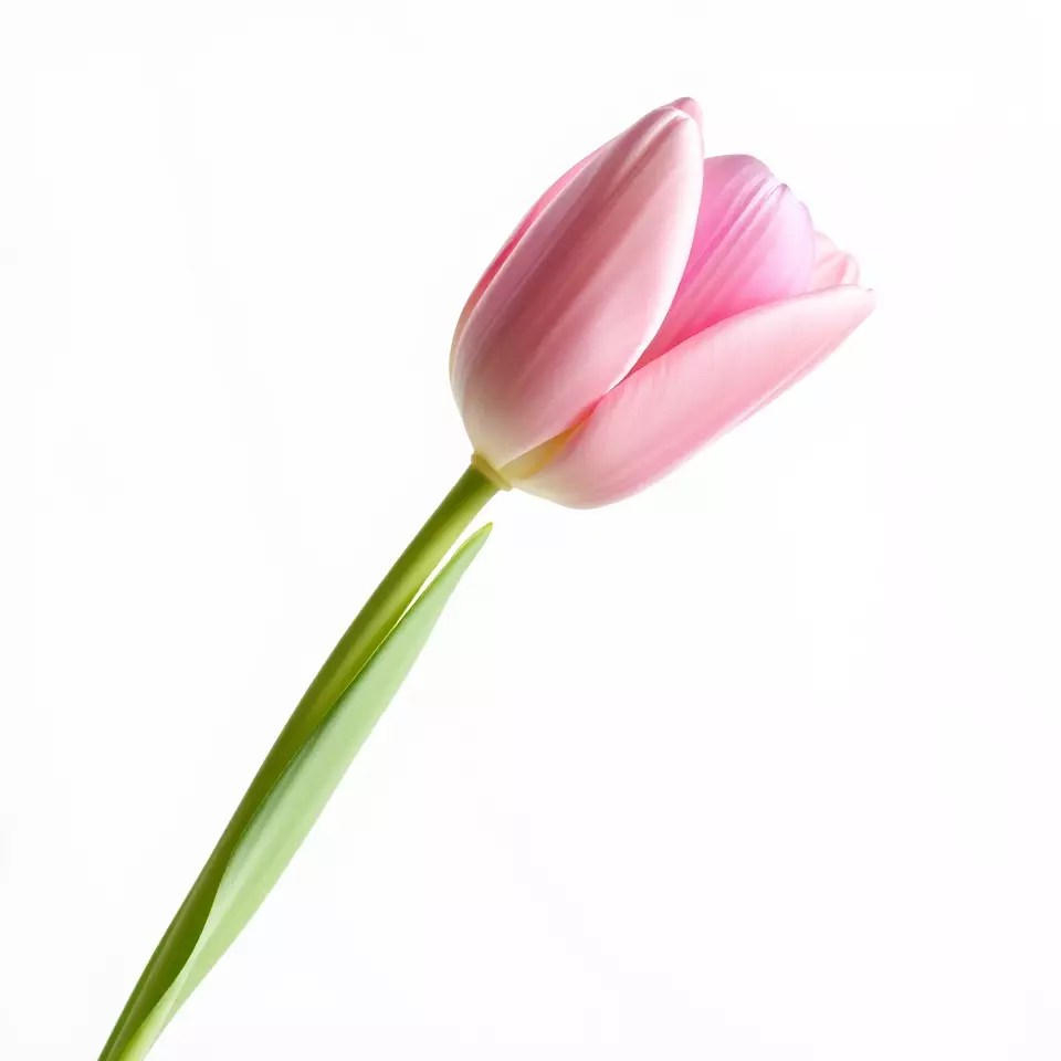 Pink Tulip model pack Low-poly 3D model_3