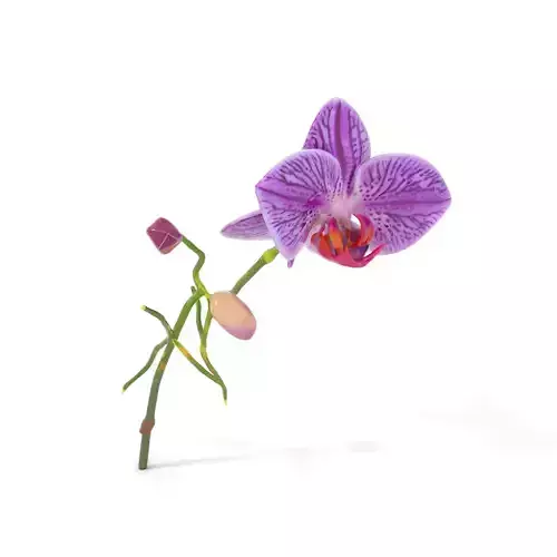 Elegant Orchid Blossom model pack Low-poly 3D model