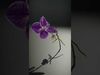 Elegant Orchid Blossom model pack Low-poly 3D model_2