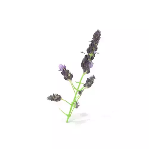 Lavender Flower Botanical model pack Low-poly 3D model