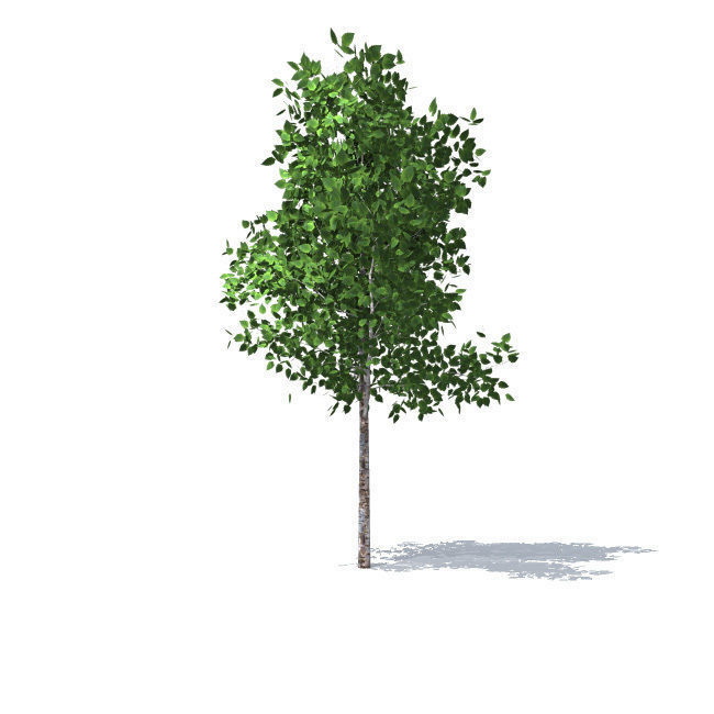 trees vol 5 3D model_2