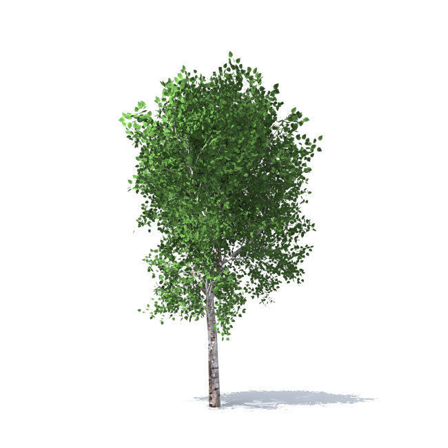 trees vol 5 3D model_1