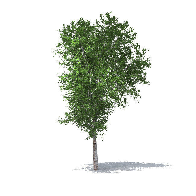 trees vol 5 3D model_5
