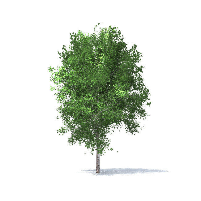 trees vol 5 3D model_8