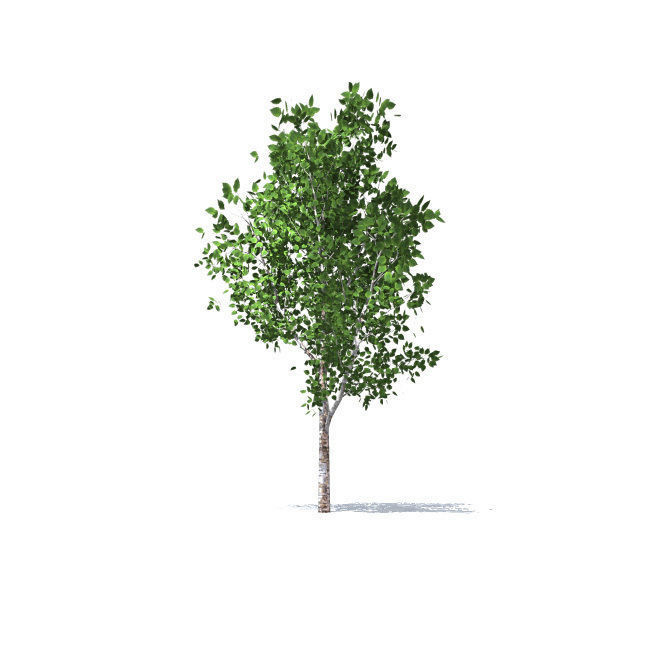 trees vol 5 3D model_3