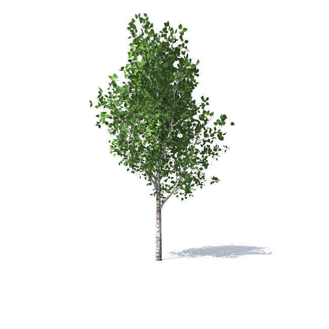 trees vol 5 3D model_4