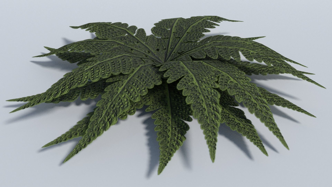Big Leaf Plant - Low Poly