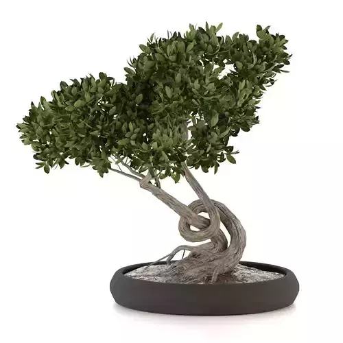 bonsai in concrete pot