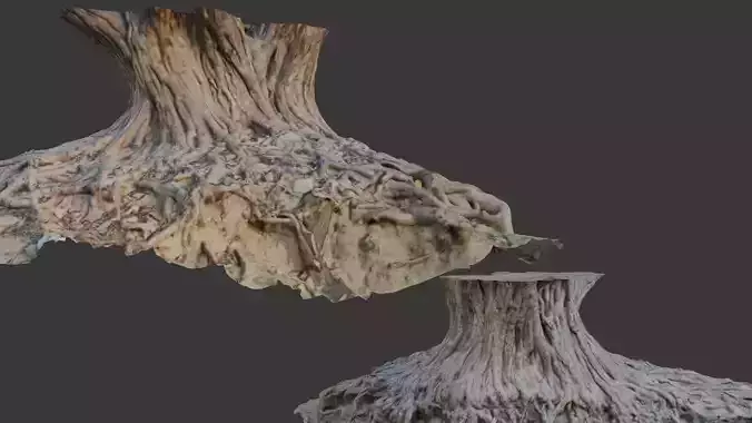  Tree Trunk with Roots