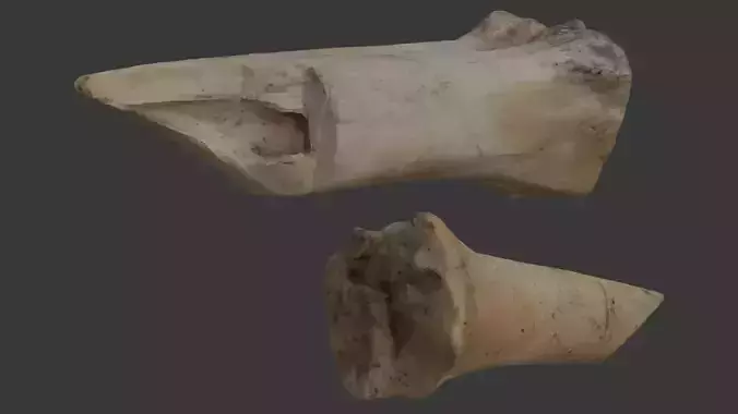  Animal Bone Fragment Scan