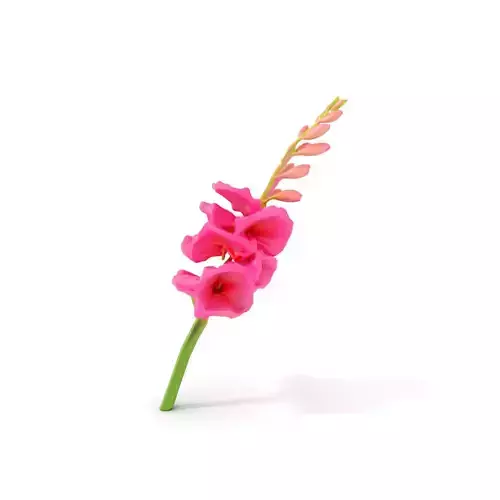 Pink Gladiolus Flower model pack Low-poly 3D model