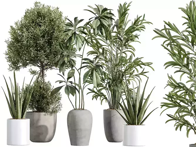 AV Indoor Plants Set 298 Olive Ficus Fig Aloe Vera Palm
