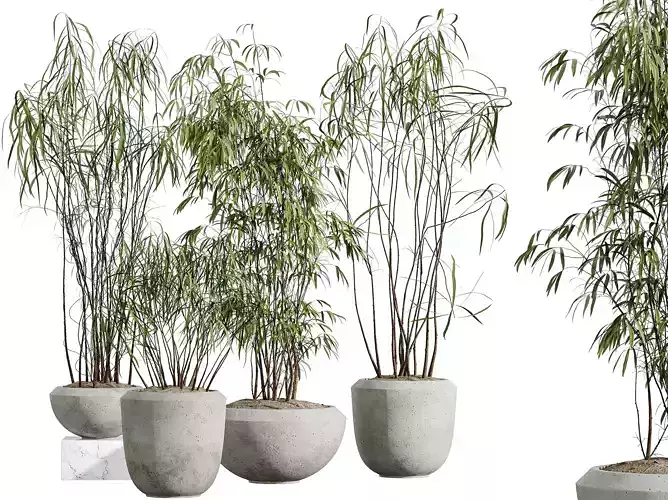 AV Indoor Plants Set 300 Japandi Ficus Dracaena Marginata