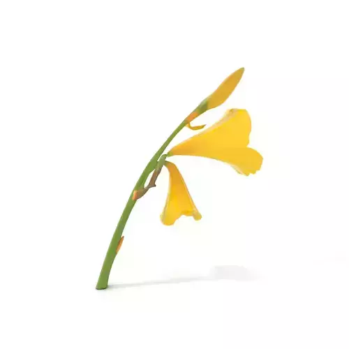 Elegant Yellow Flower model pack Low-poly 3D model
