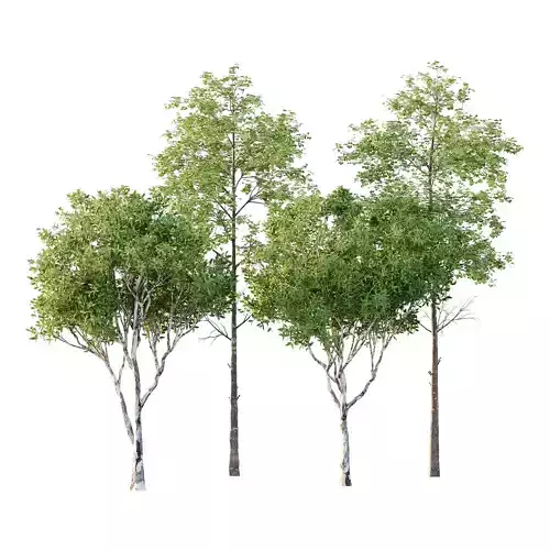 Different Trees 29