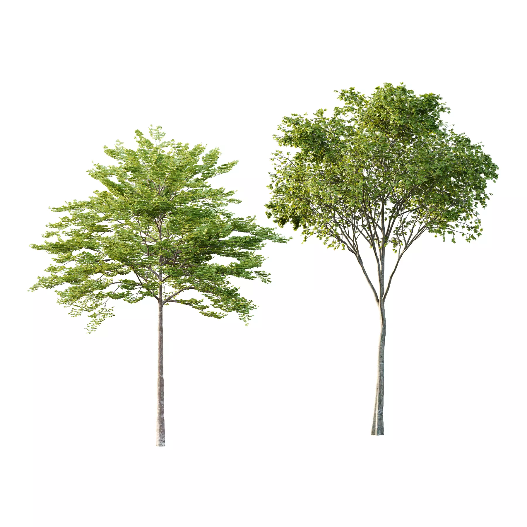 Different Trees 23  3D model_0