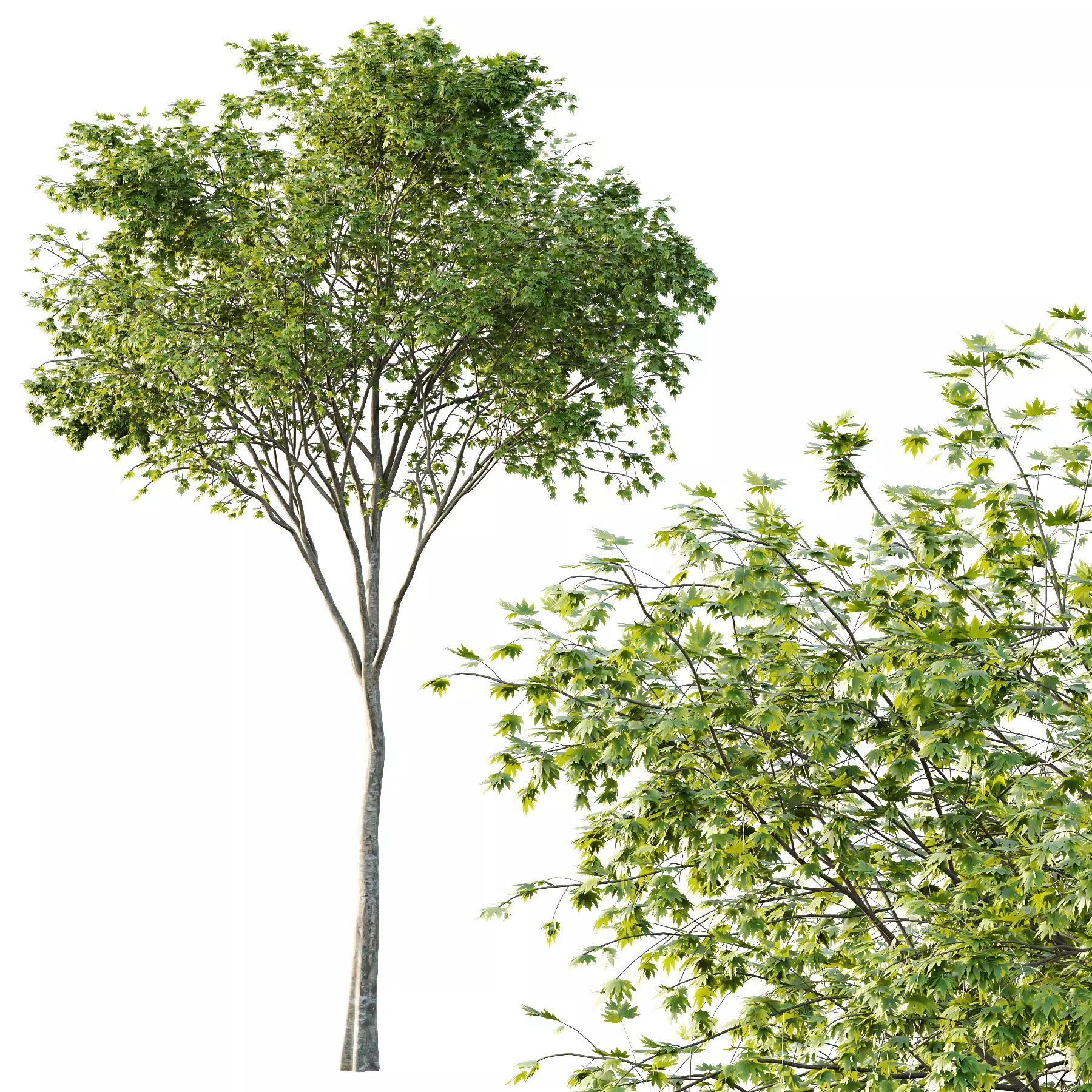 Different Trees 23  3D model_2