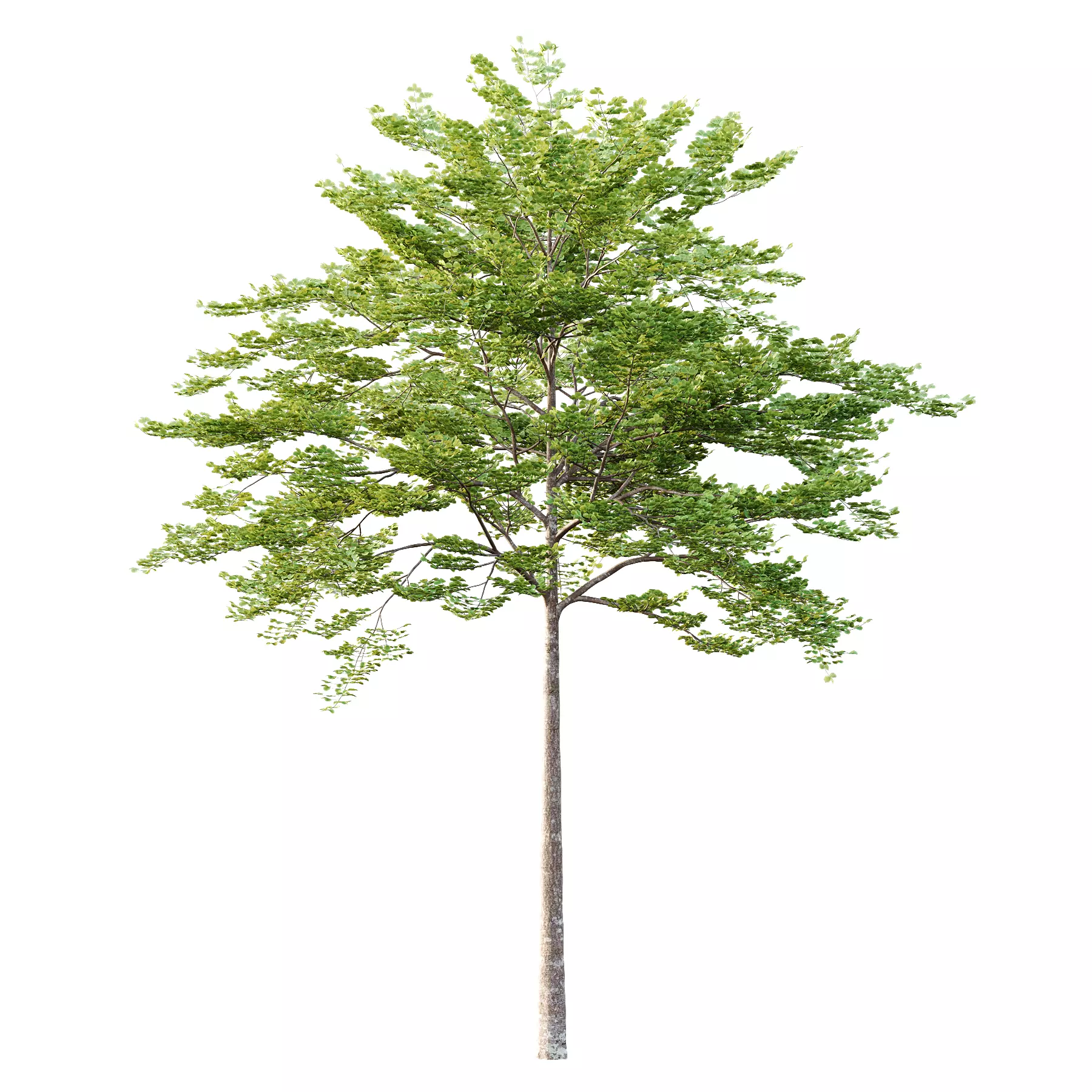 Different Trees 23  3D model_1