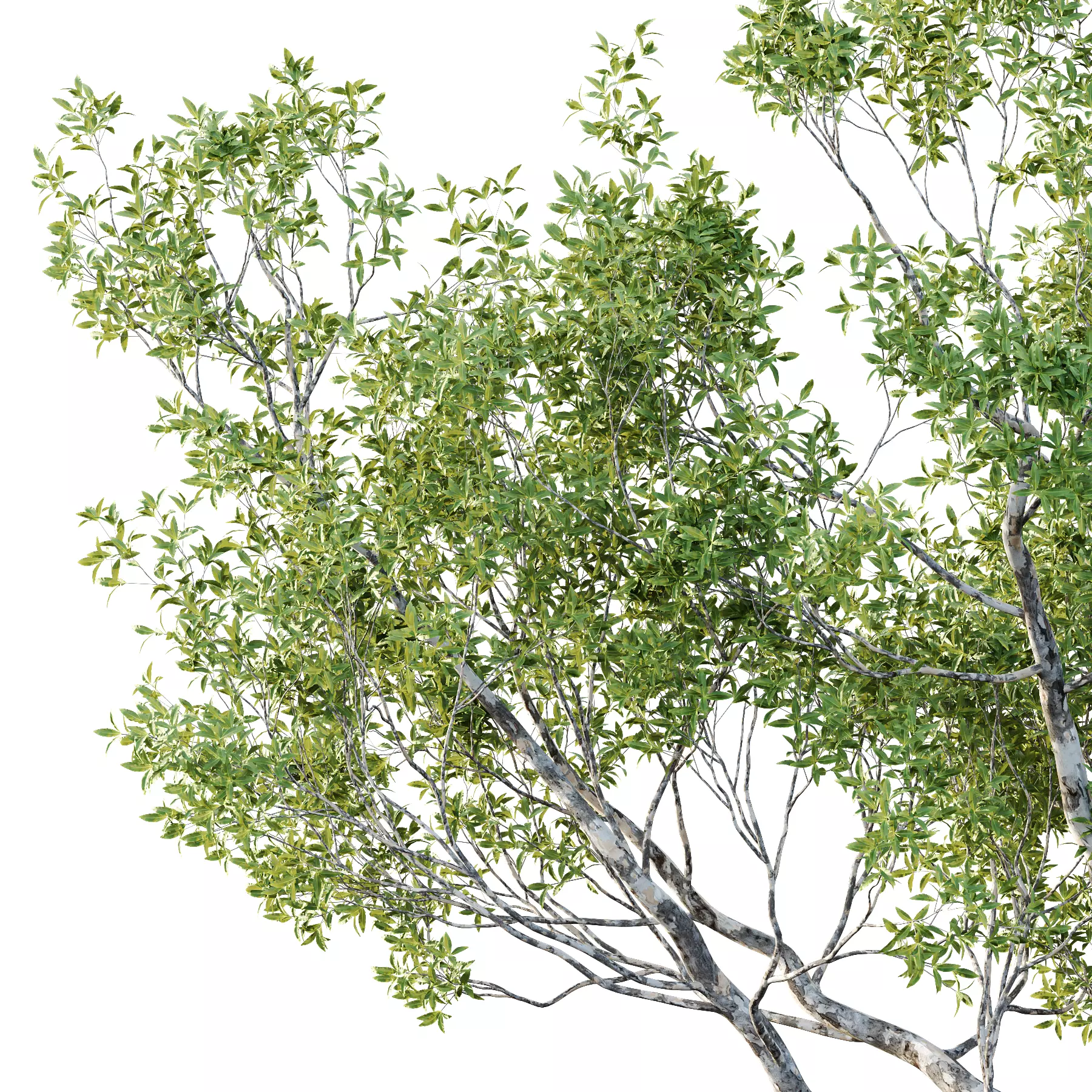 Different Trees 24 3D model_3