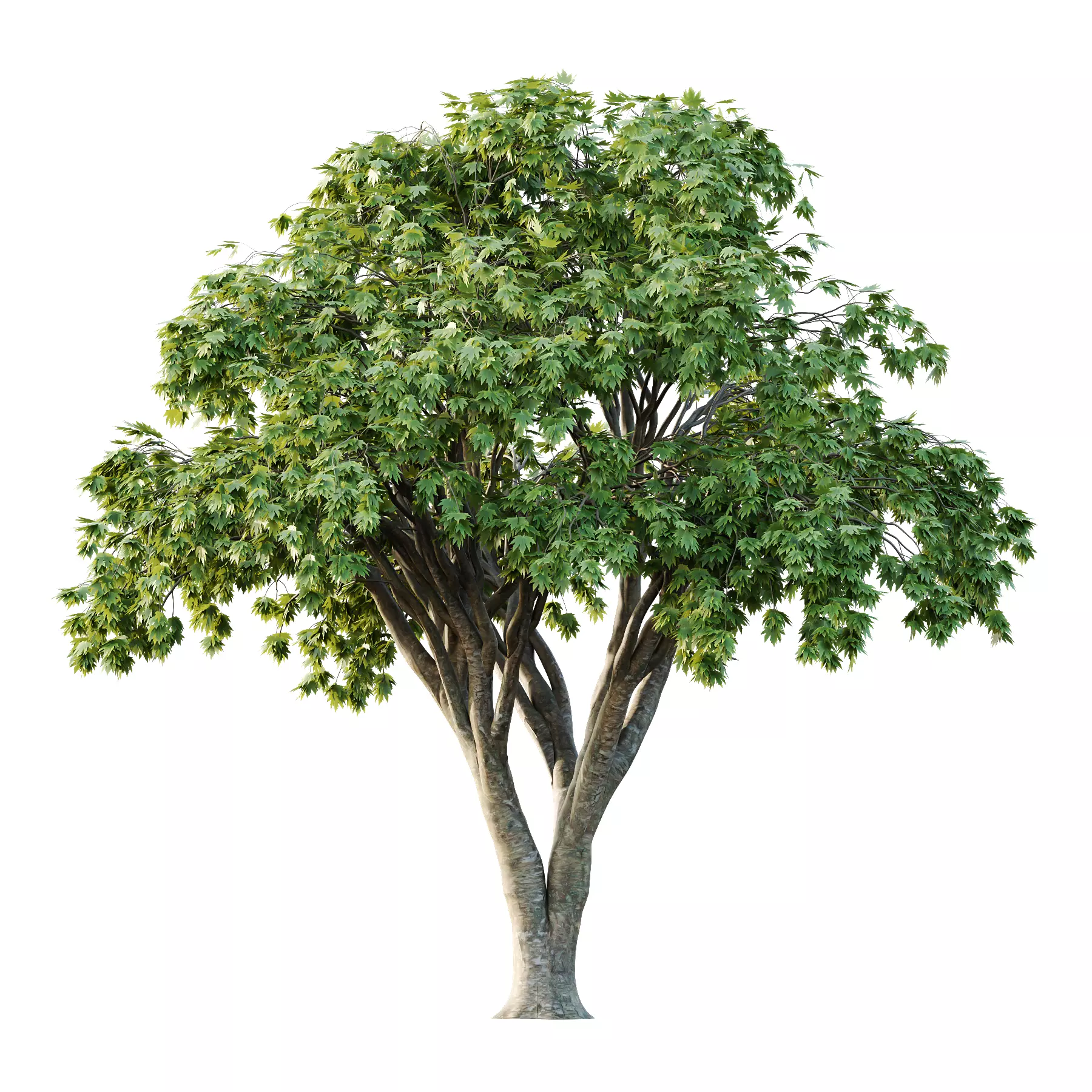 Different Trees 24 3D model_1