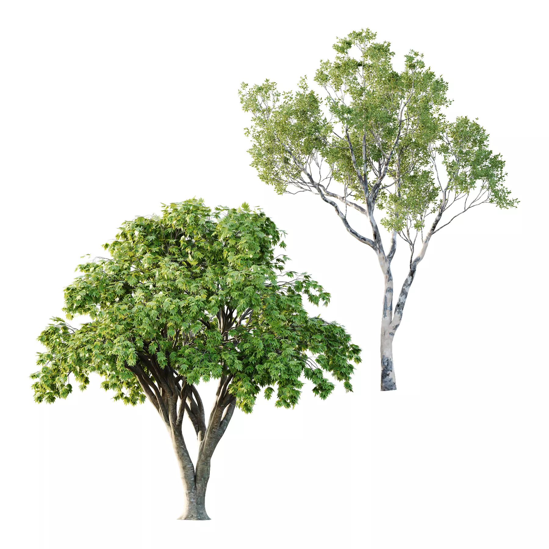 Different Trees 24 3D model_0