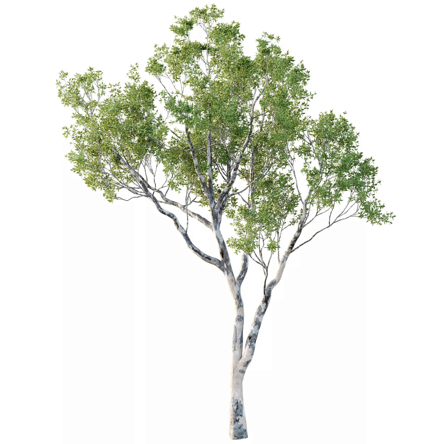 Different Trees 24 3D model_2