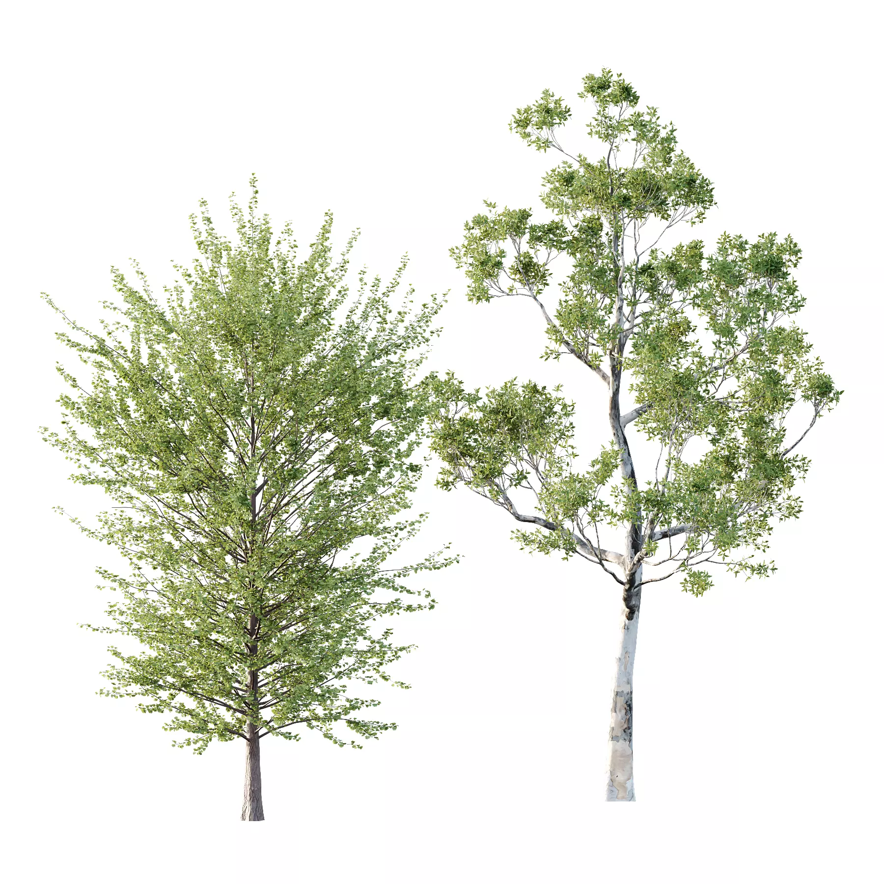Different Trees 25 3D model