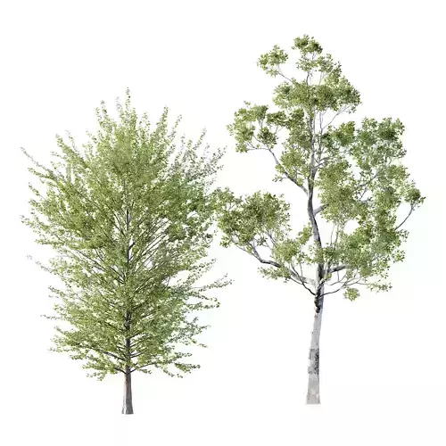 Different Trees 25 3D model