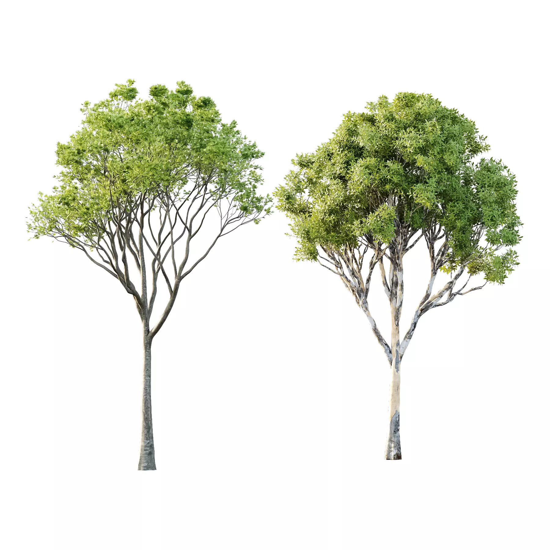 Different Trees 28 3D model_0