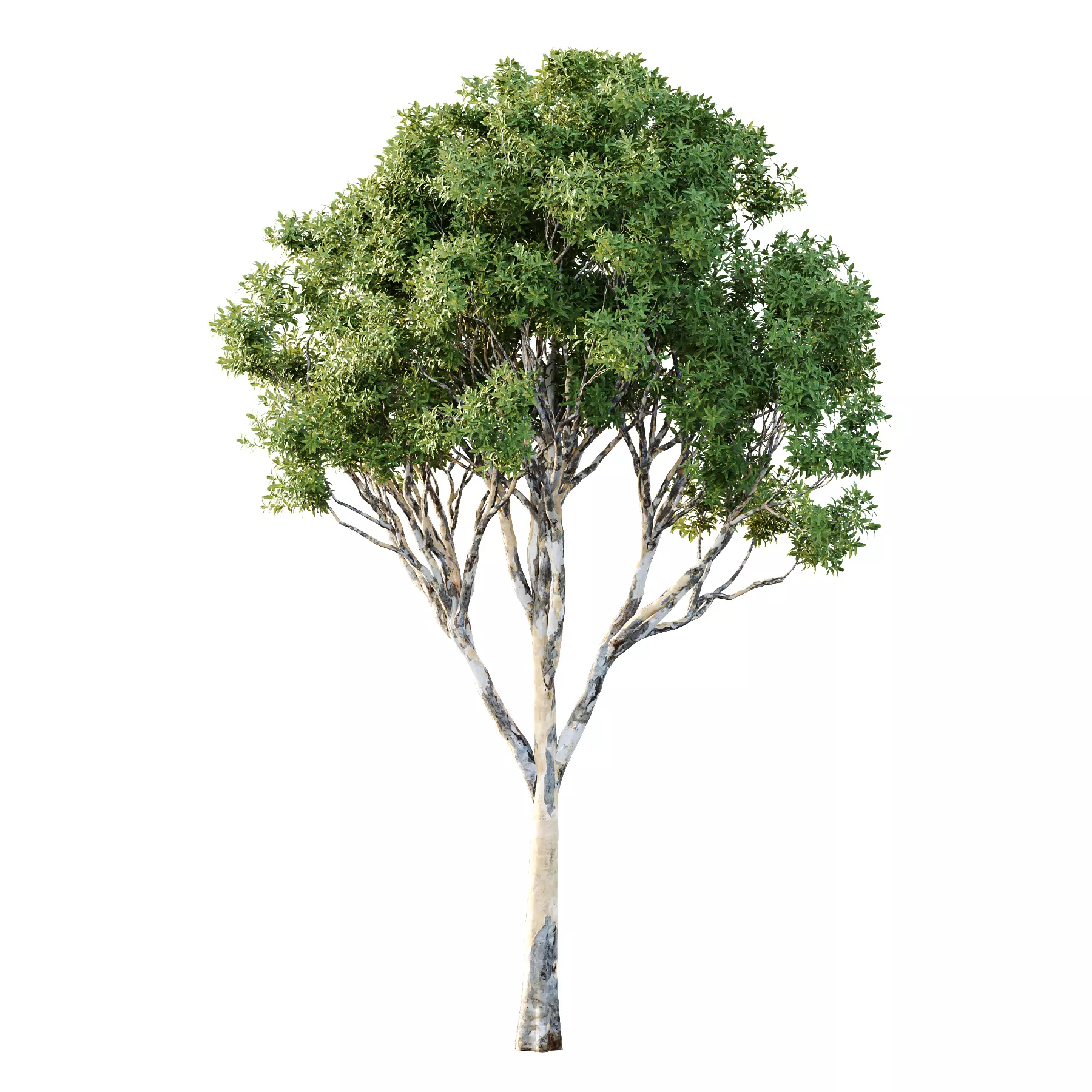 Different Trees 28 3D model_1
