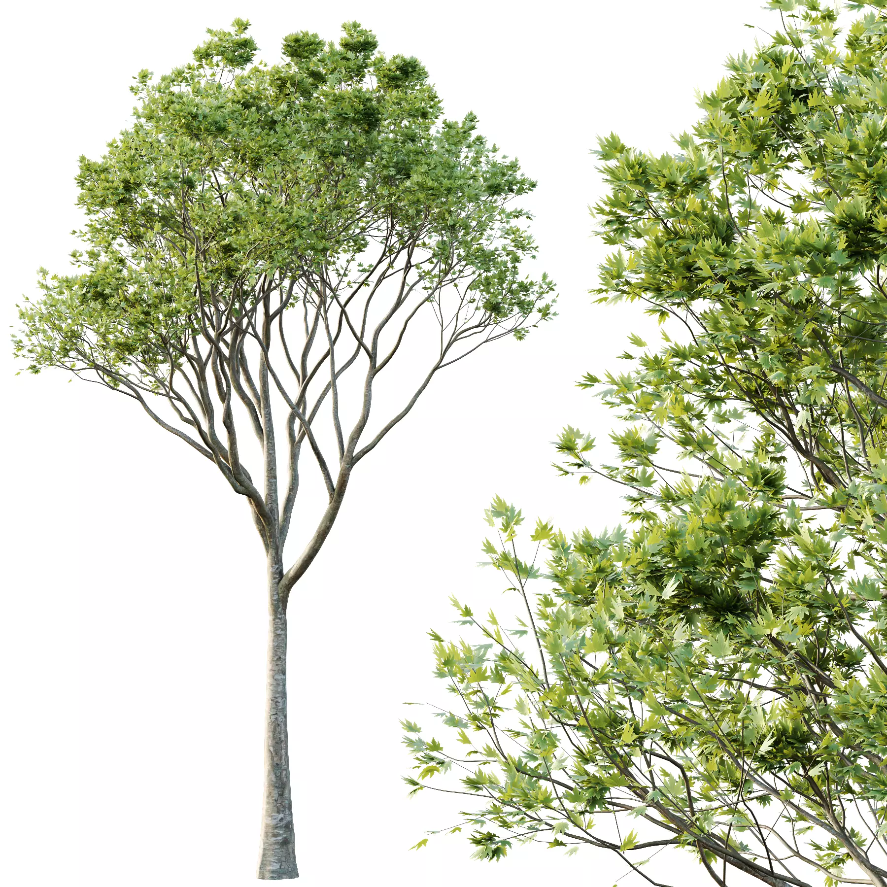 Different Trees 28 3D model_2
