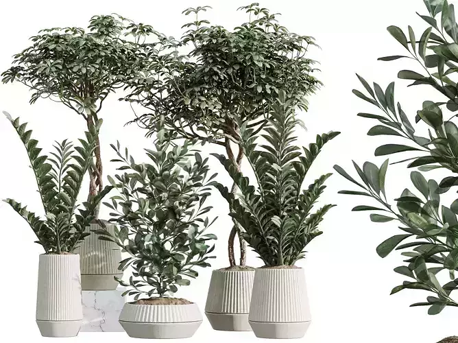 AV Indoor Plants Set 301 Zamiifolia Schefflera Umbrella Ficus