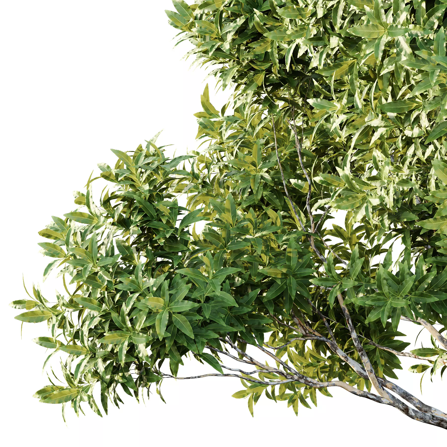 Different Trees 30 3D model_3