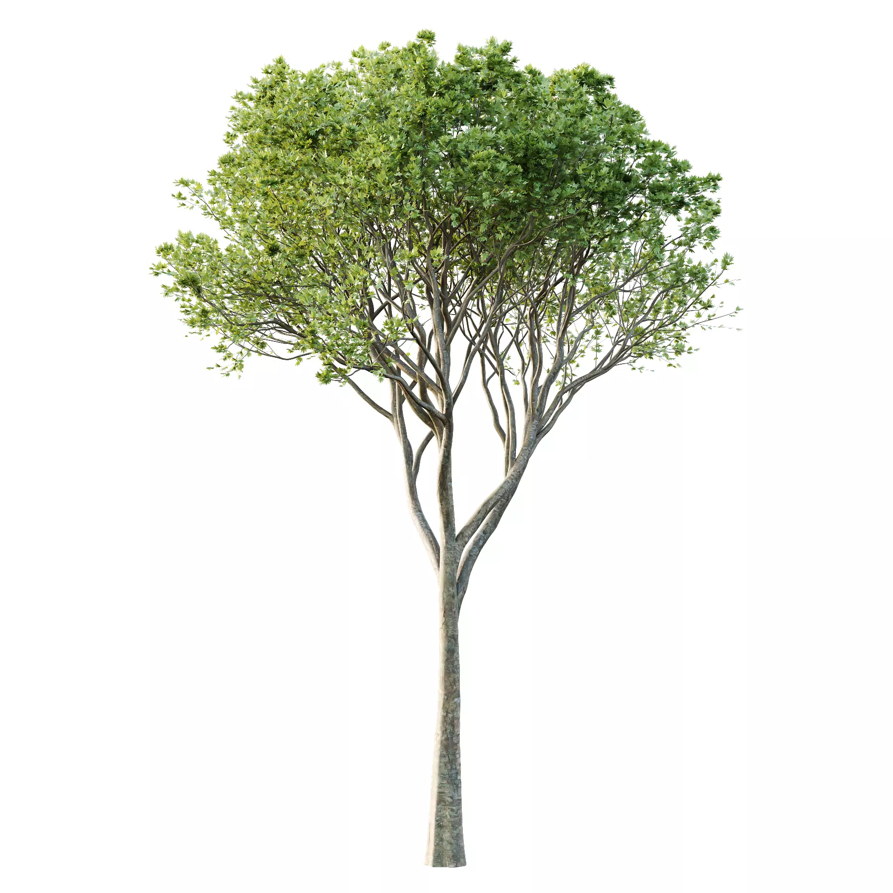 Different Trees 30 3D model_1