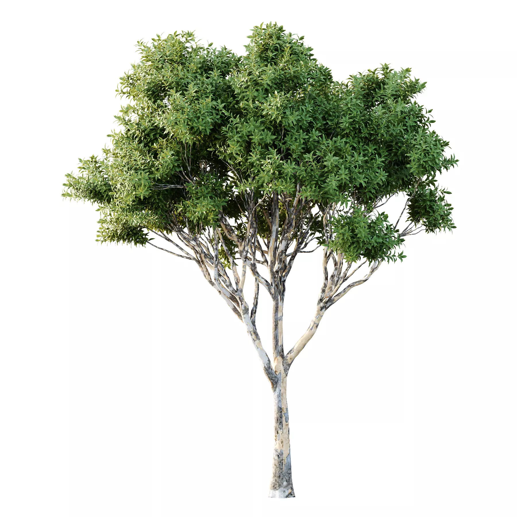 Different Trees 30 3D model_2