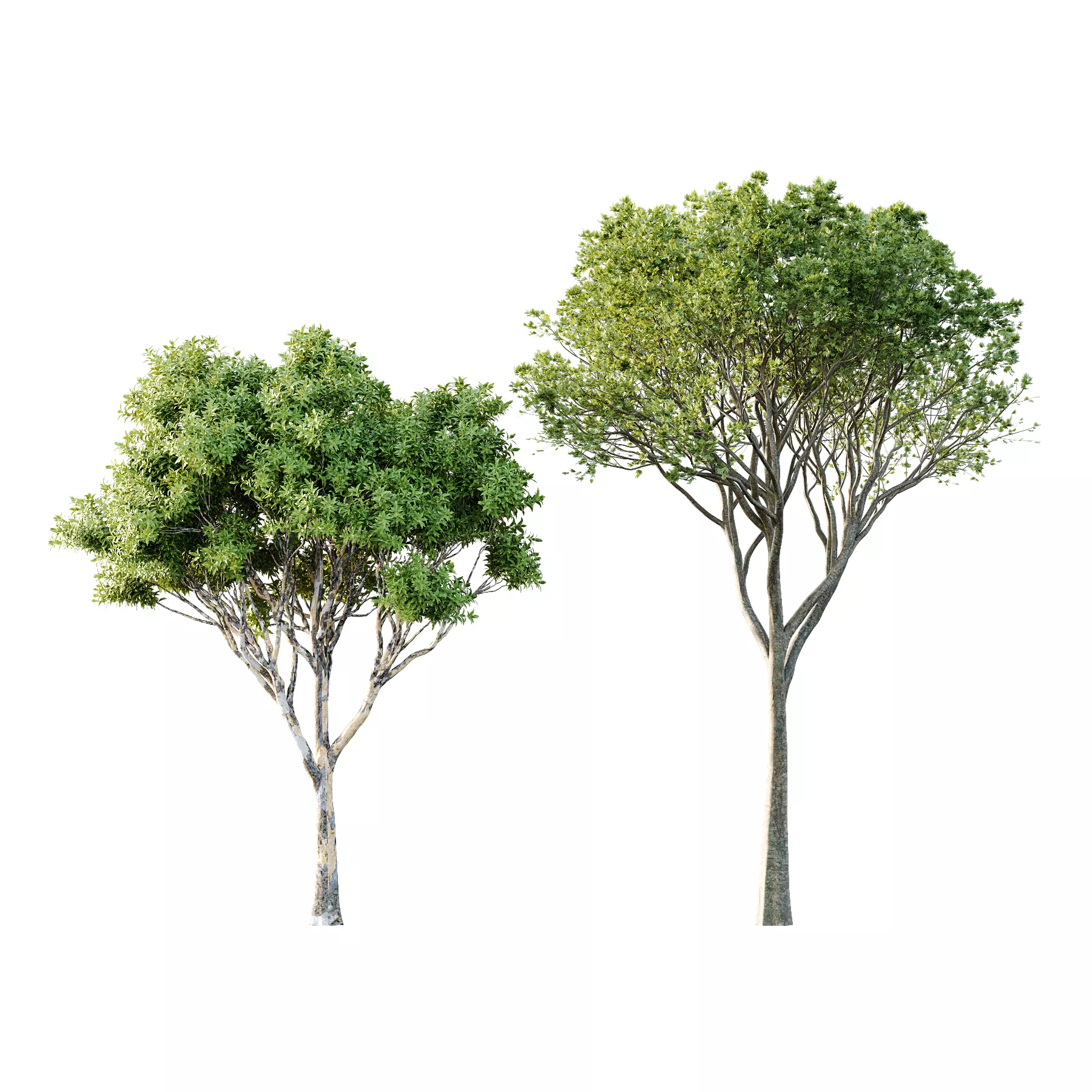Different Trees 30 3D model_0
