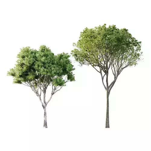 Different Trees 30